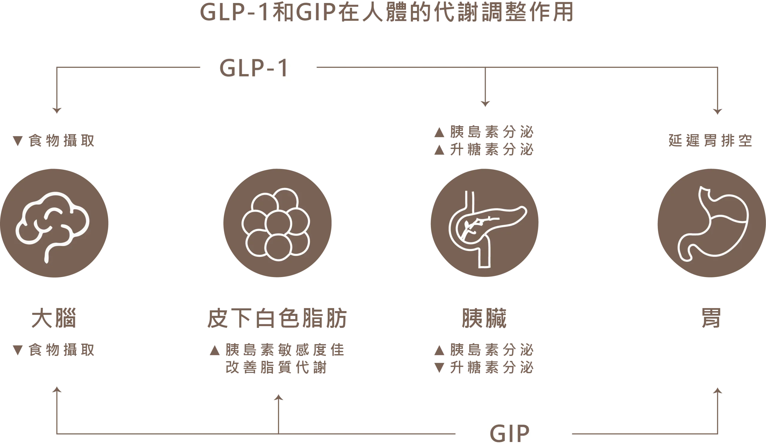 GLP-1和GIP在人體的代謝調整作用圖解：作用於大腦降低食物攝取、皮下白色脂肪改善胰島素敏感度、胰臟調節胰島素與升糖素分泌、胃部延遲排空